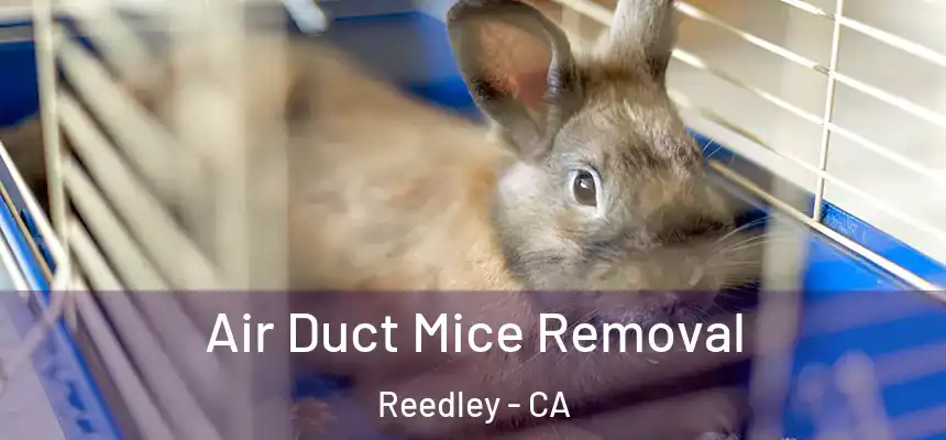  Air Duct Mice Removal Reedley - CA